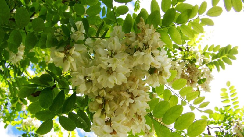 kreis akazienblüte