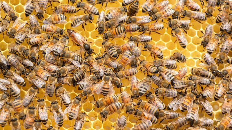 Bienen
