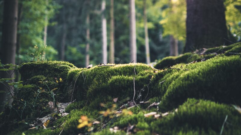 WAld